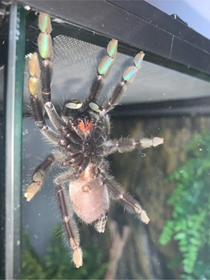 Venezuela-Ornament-Vogelspinne zu verkaufen 