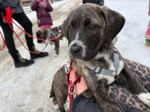 Mirna sucht ihr Zuhause