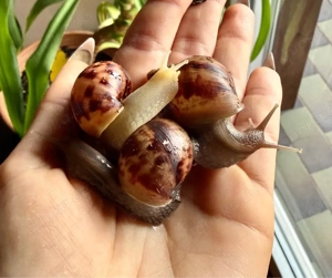 Lissachatina reticulata   Achatschnecken