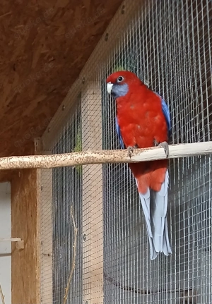 Pennantsittich Henne