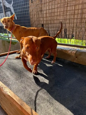 Tango,PodencoAndaluz - ein leiser Hund; in seinen Augen kann man die schlimme Vergangenheit erahnen Bild 3