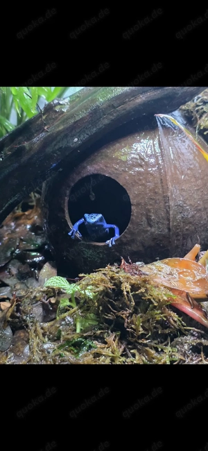 60 45 45 Regenwald TerraiumBiete: Blauer Baumsteiger (Dendrobates tinctorius)