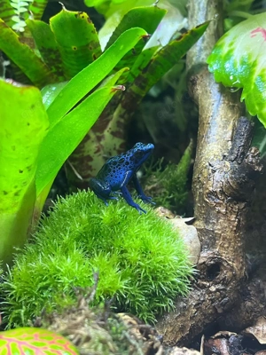 60 45 45 Regenwald TerraiumBiete: Blauer Baumsteiger (Dendrobates tinctorius)