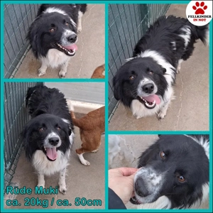 Muki Border Collie Mischling Rüde sucht Zuhause oder Pflegestelle