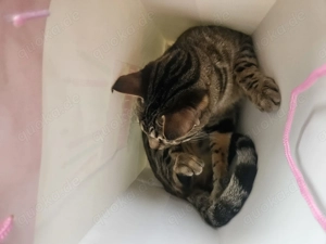 Wunderschöne Bengal Burma Mix