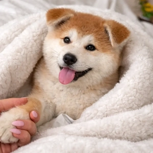 Akita Inu Welpen   bereit ab ca. 1 März