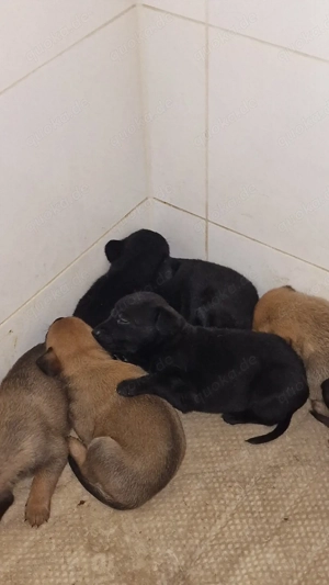 Malinois Belgischer Schäferhund