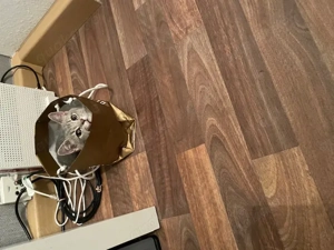 Suche Weibliche BKH Katze für meinen BKH Kater