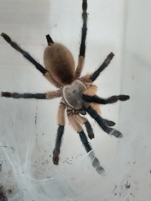 44 Vogelspinnen und  einige Terrarien abzugeben 