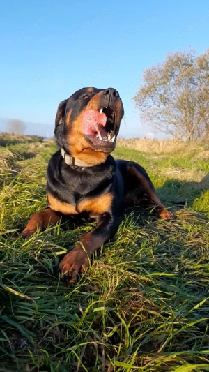 Rottweiler Deckrüde mit Erfahrung 
