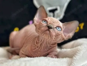 Verspieltes und liebes Sphyx-Kätzchen zu verkaufen.