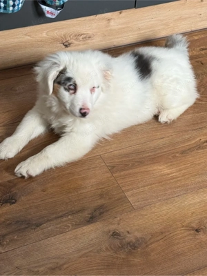 Aussie Mädchen sucht