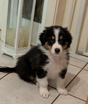 Australian Shepherd Welpe 
