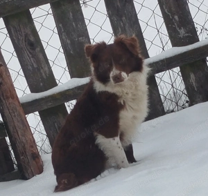 Australian Shepherd Rüde   Zu verschenken 