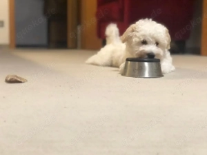 Maltipoo-Welpe such neues zu Hause Bild 4