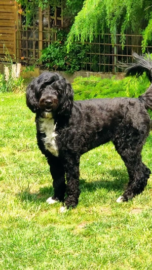 Wurfankündigung Portugiesischer Wasserhund 