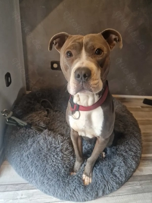 American Bully Rüde  Blue 2 Jahre sucht neues zu Hause 