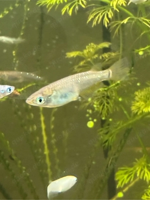 Die letzten 20 Medaka NZ vom Spätsommer 2025 , heute 48,-FP. 