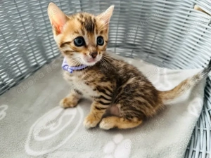 Süßeste Bengalkätzchen suchen ein neues Zuhause! WhatsApp: 015777944807