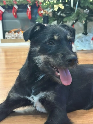 Freya junge familienerprobte fröhliche Hündin sucht ihren Lebensplatz- auf PS in Rumänien