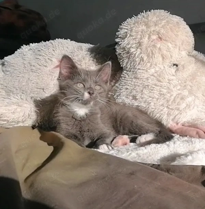 Bkh Kitten Kater blau-weiß 