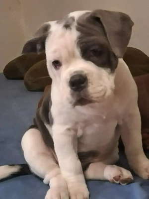 Zuckerüße Old English Bulldog Welpen