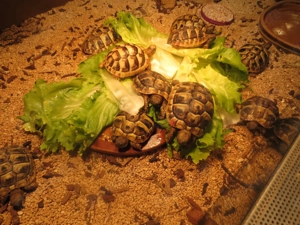 Griechischen Landschildkröten   NZ 2025