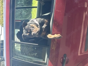 2 wundschöne old englische Bulldogge suchen ihr Zuhause 