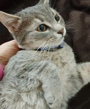 Bkh Baby sucht dringend ein zu Hause