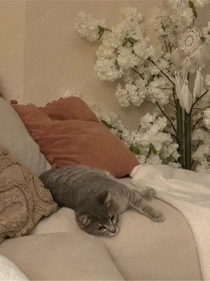 bKh Baby sucht sehr dringend ein zu Hause