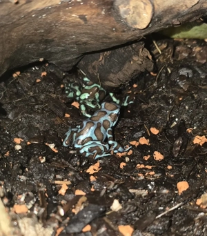 0,0,4 Dendrobates auratus Birkhahn 