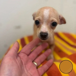 *BRUNO* Der Junghund ist momentan noch etwas ängstlich und zurückhaltend 