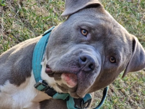 Bully-Mix Rüde Sucht Liebevolles Zuhause 