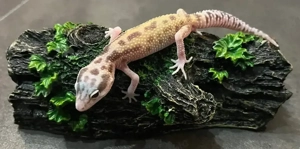 Leopardgecko 0.1 Weibchen - Raptor Mack Snow