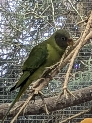 Schwarzkopfedelsittich anzugeben