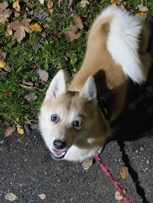 Sakura unsere Pomsky