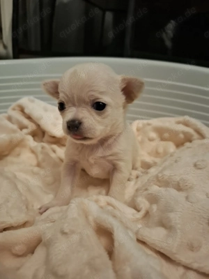 Hündin Chihahua beige