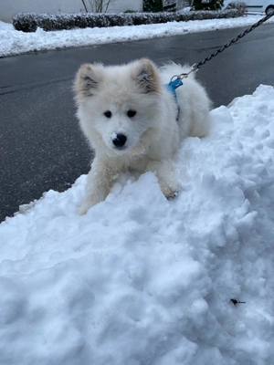 Samojede Welpe sucht liebevolles Zuhause 