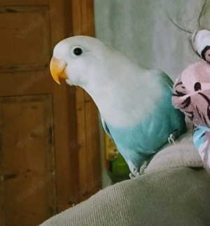 2 hellblaue Pfirsichköpfchen in gute Hände abzugeben  Bild 2