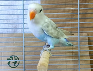 2 hellblaue Pfirsichköpfchen in gute Hände abzugeben  Bild 3