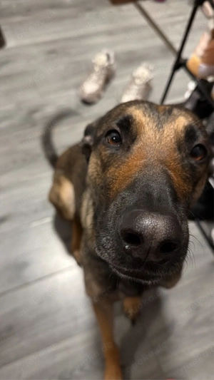 Malinois-Dobermann Mischling