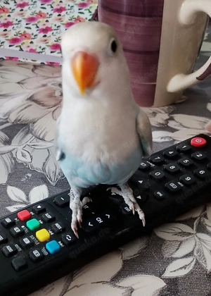 2 hellblaue Pfirsichköpfchen in gute Hände abzugeben 