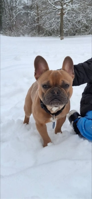 Französische Bulldogge 1 Jahr jung 