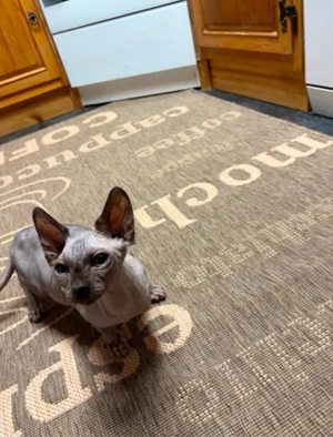 Sphynx Kater 7 Monate alt