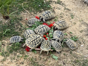 Griechische Landschildkröten  - Nachzuchten 2025