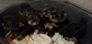 Wunderschöne mini Yorkshire Terrier Welpen 