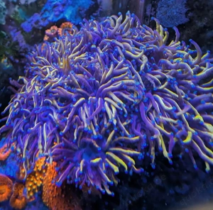 Golden Torch Euphyllia LPS Meerwasser Koralle Preis pro Kopf