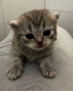 Reinrassige BKH Tricolor Tabby 