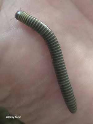 Anadenobolus monilicornis (Bumble-Bee)