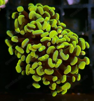 Verschiedene Euphyllias ab 10  Bild 2